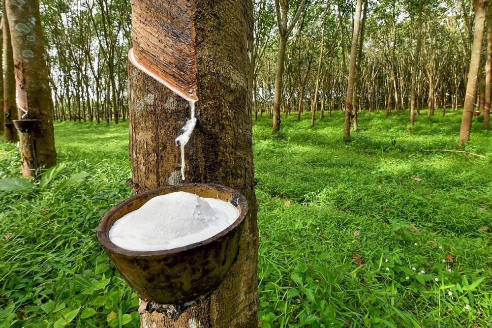 Harga Karet Naik, Petani Sumsel Diimbau Jaga Mutu Bokar